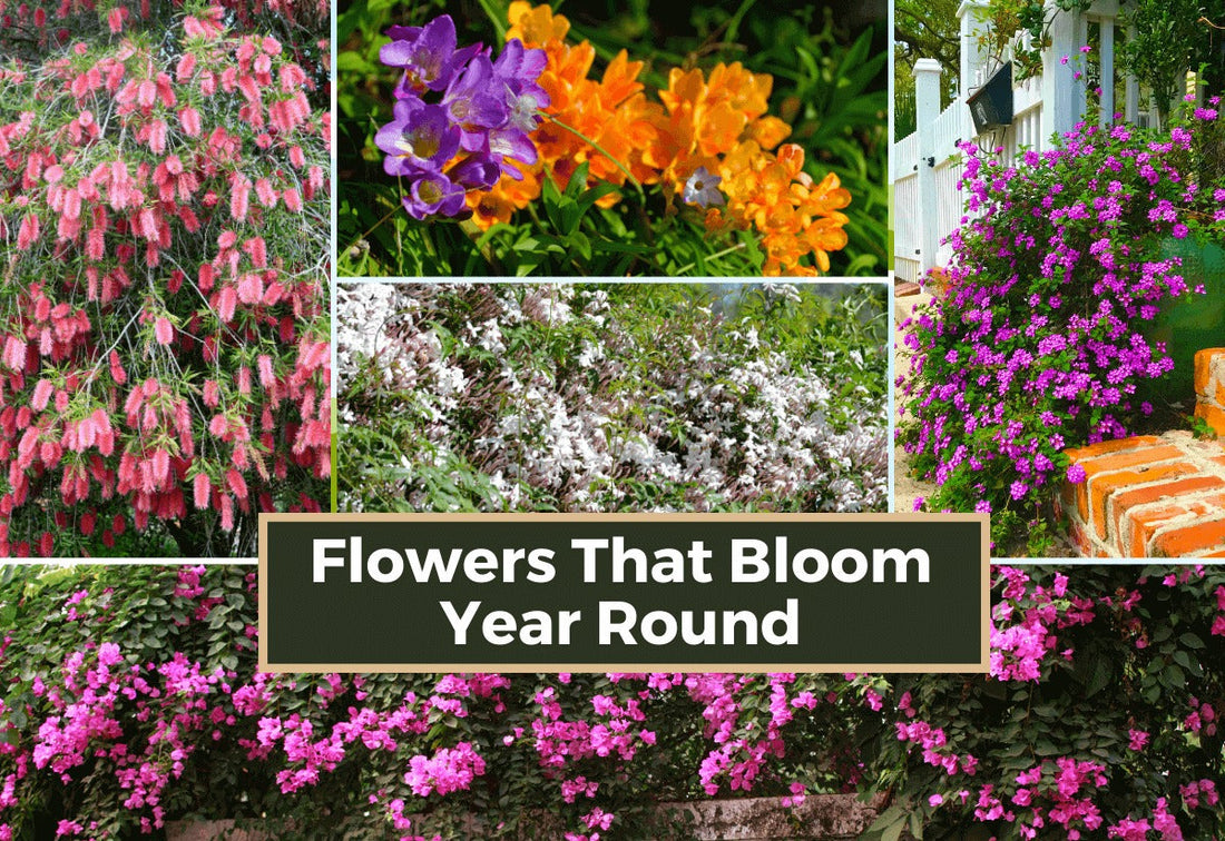 The Best Flowers That Bloom All Year Round