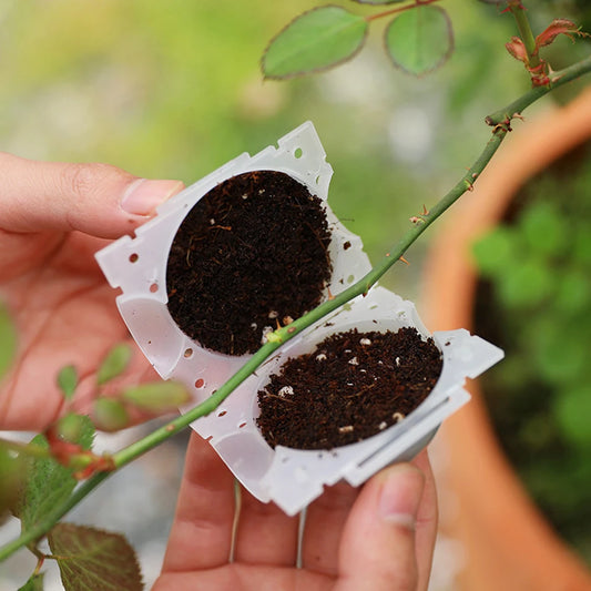 Garden Plant Rooting Ball